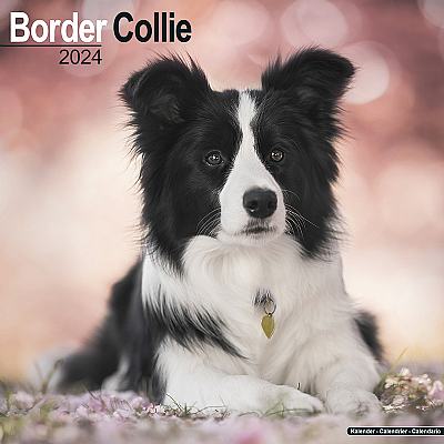 Border Collie Calendar 2024 (Square)